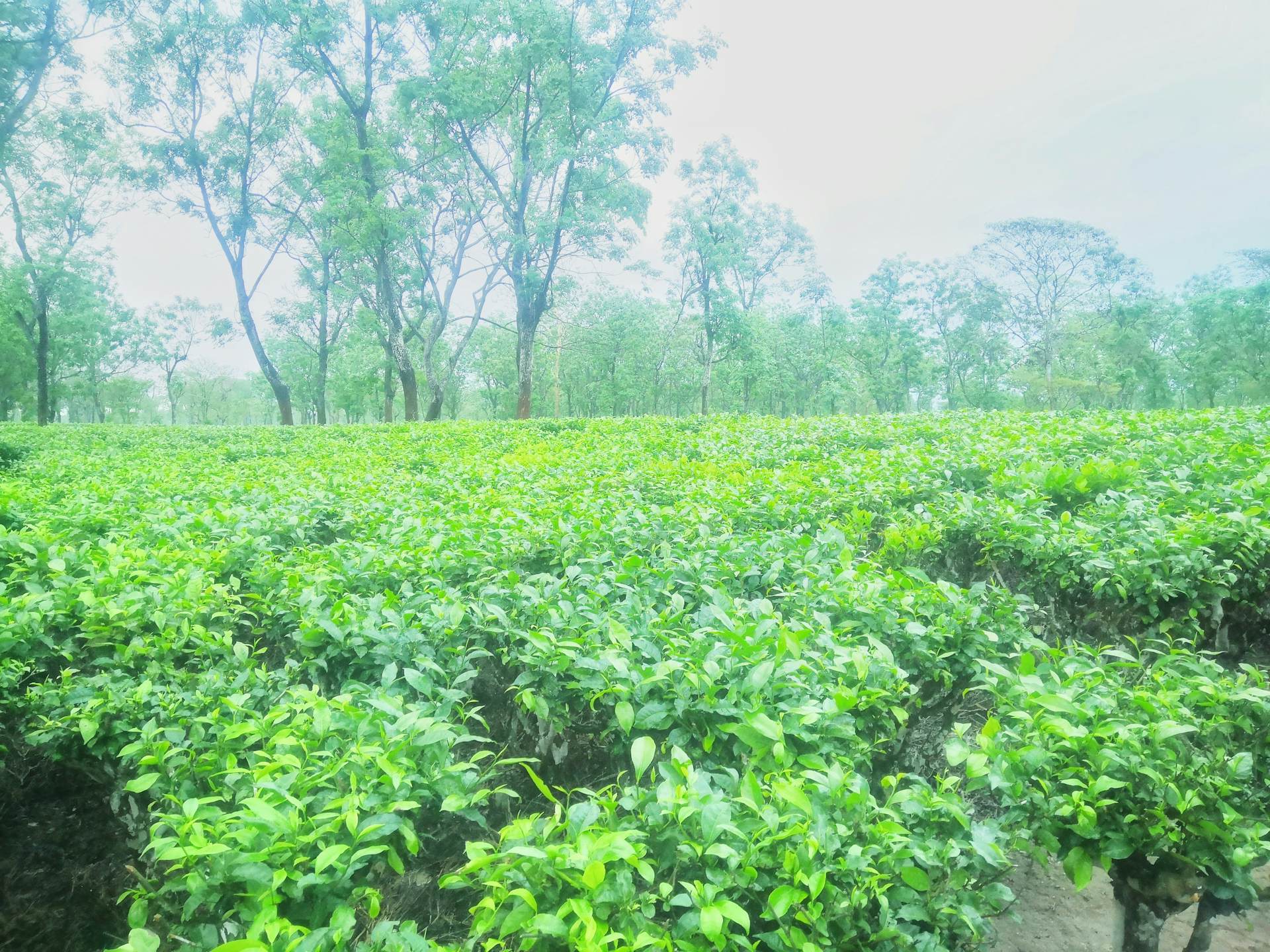 Darjeeling tea estate beneath an open sky